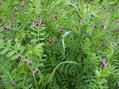 Vicia sativa
